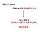 2.2基因在染色体上课件PPT