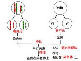 2.2基因在染色体上课件PPT