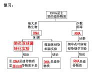 人教版 (2019)必修2《遗传与进化》第2节 DNA的结构背景图课件ppt