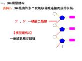 3.2DNA分子的结构课件PPT