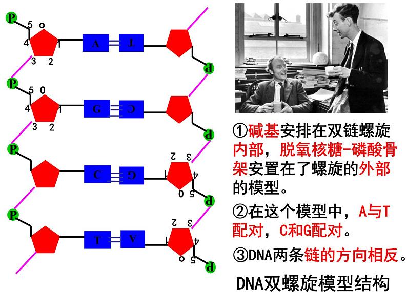 3.2DNA分子的结构课件PPT07