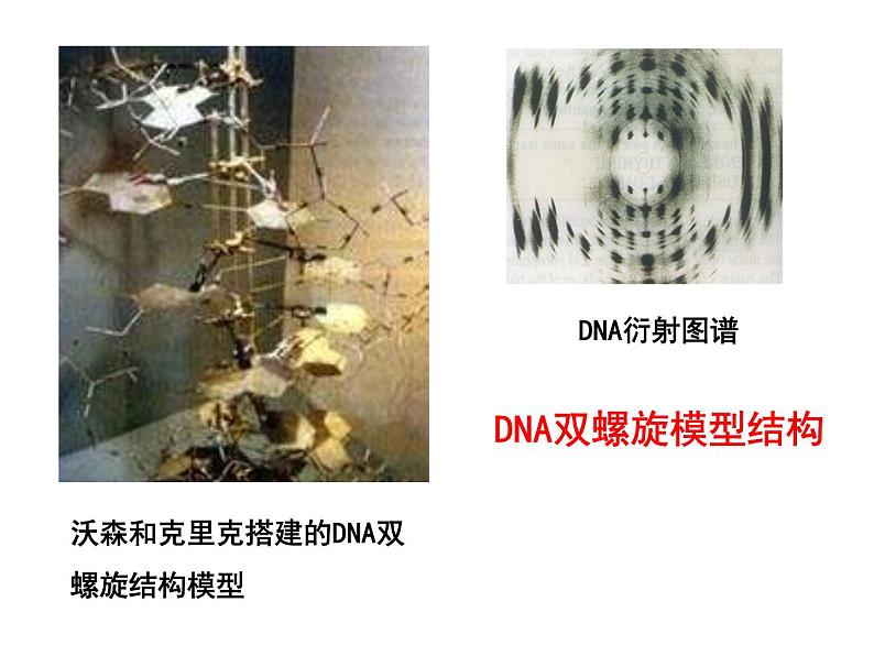 3.2DNA分子的结构课件PPT08