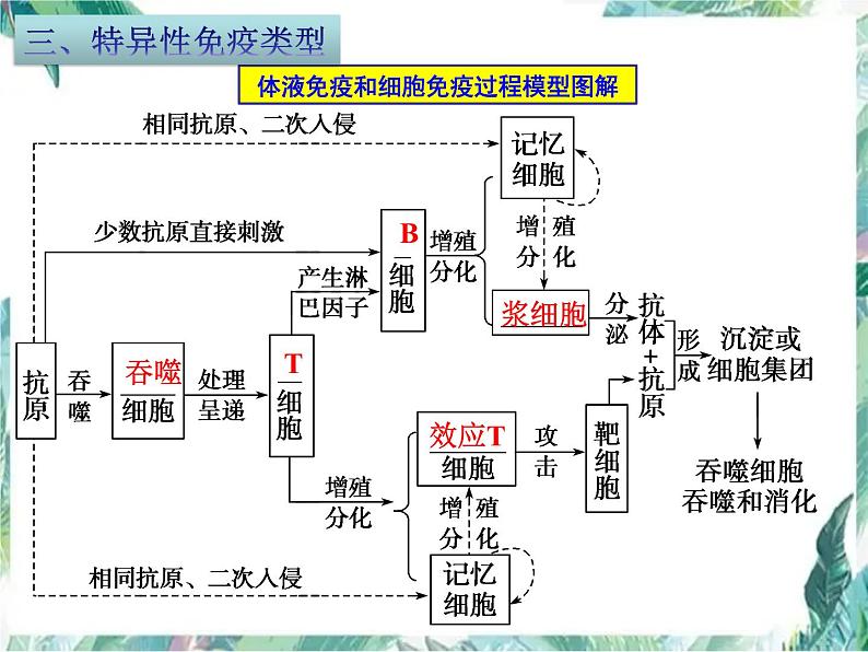 高考生物 稳态与环境 免疫调节 二轮复习优质复习课件PPT第8页