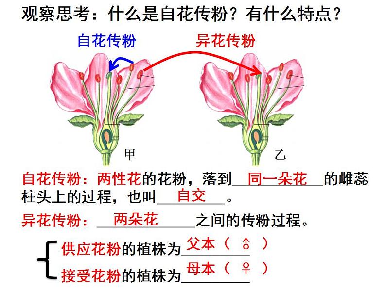 1.1孟德尔的豌豆杂交实验（一）课件PPT07