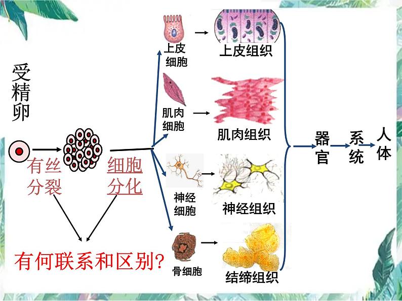 高中生物必修一专题复习  一轮复习课（细胞分化）公开课课件PPT第3页