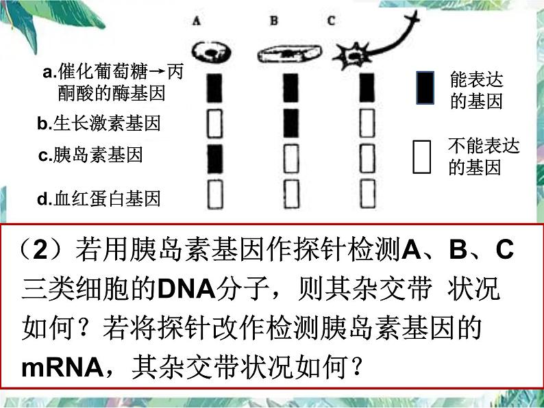 高中生物必修一专题复习  一轮复习课（细胞分化）公开课课件PPT第8页