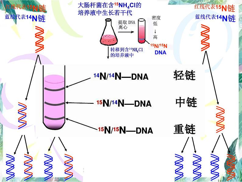 高考生物一轮专题复习 DNA复制 优质课件05