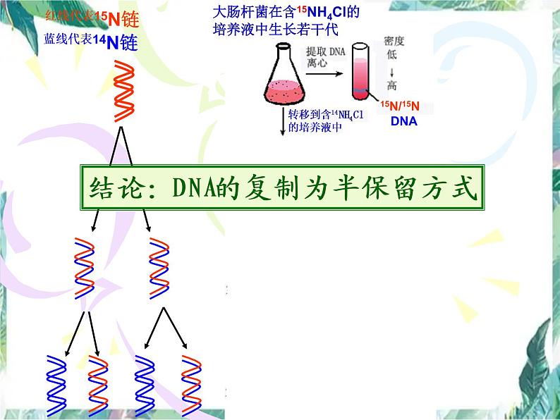 高考生物一轮专题复习 DNA复制 优质课件06