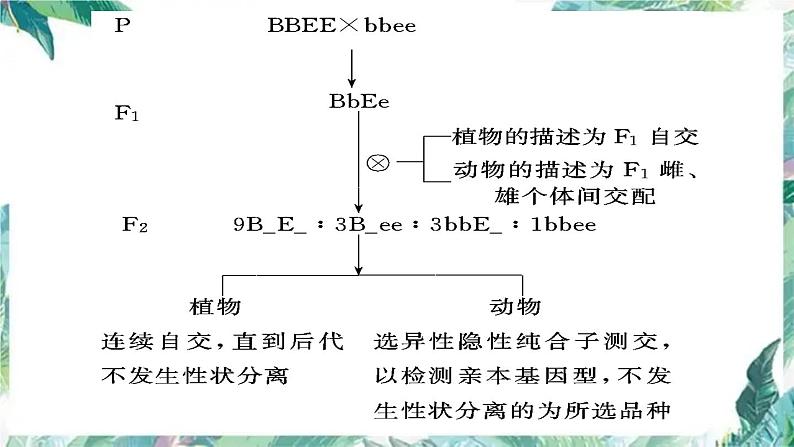 高考生物专题复习 变异与育种 二轮复习课件PPT第7页