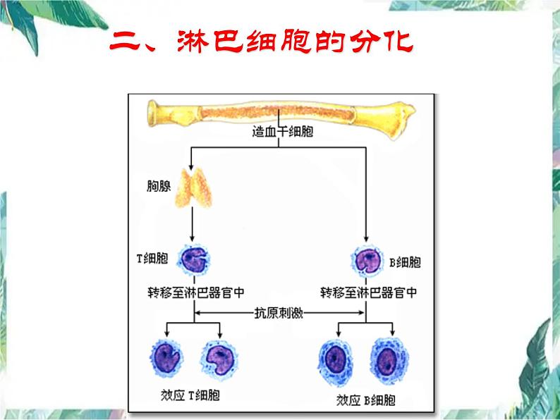 专题复习 免疫课件(高考生物一轮复习)优质课件第3页