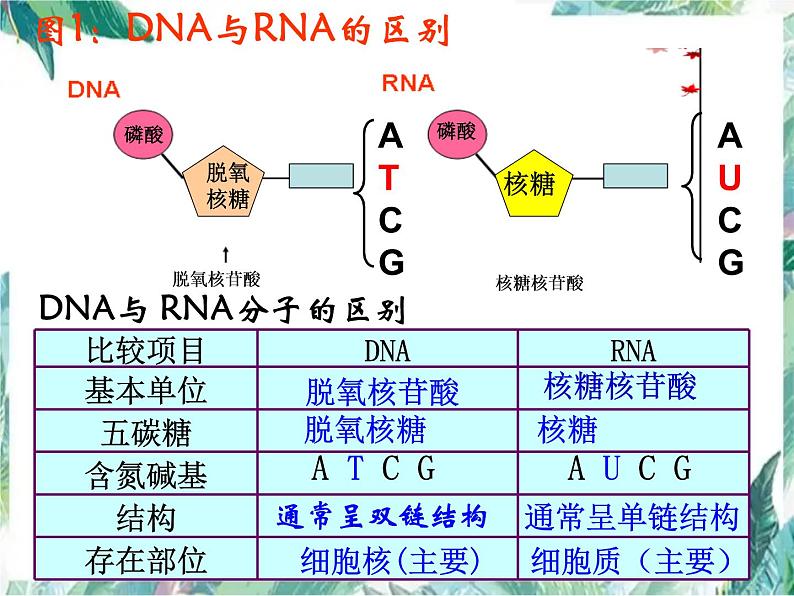 高中生物一轮复习 基因的表达 优质课件第4页