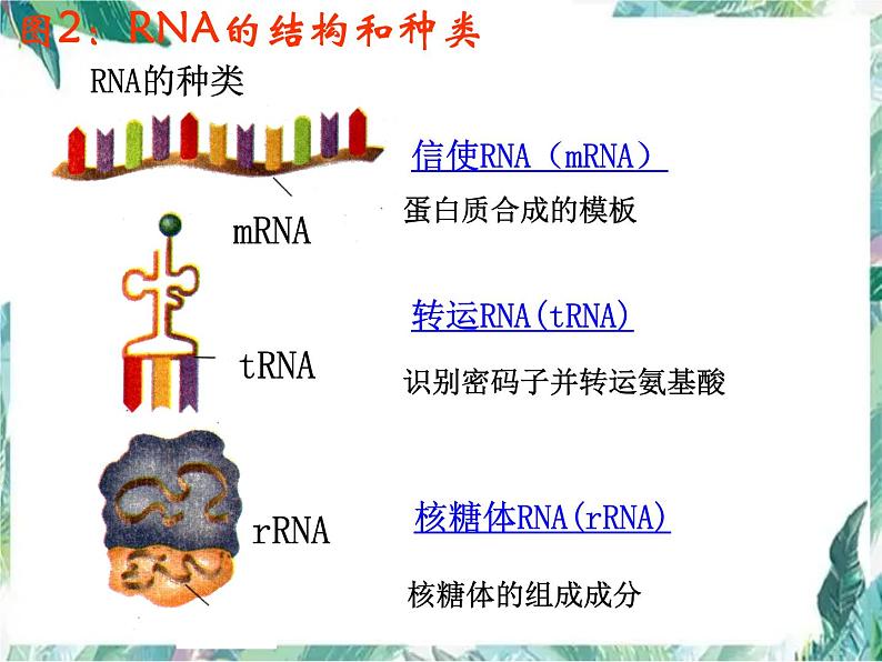 高中生物一轮复习 基因的表达 优质课件第5页