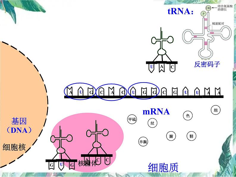 高中生物一轮复习 基因的表达 优质课件第7页