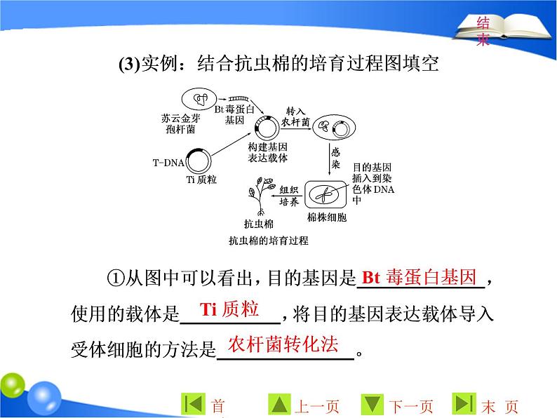 专题1  1．3 基因工程的应用课件PPT第4页