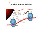 4.1基因指导蛋白质的合成课件PPT
