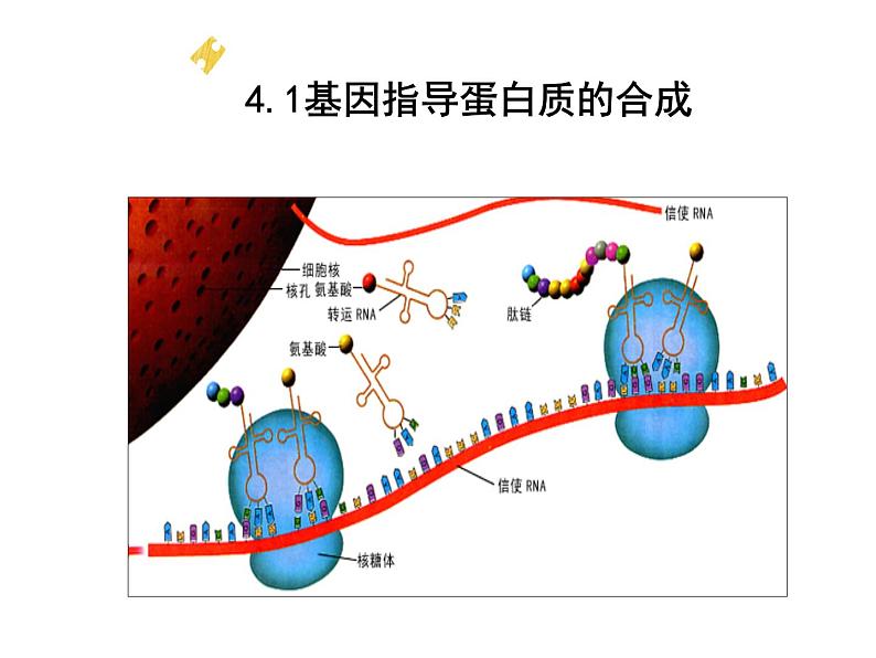 4.1基因指导蛋白质的合成课件PPT第2页