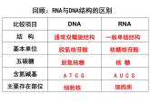 4.1基因指导蛋白质的合成课件PPT