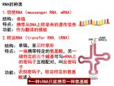 4.1基因指导蛋白质的合成课件PPT