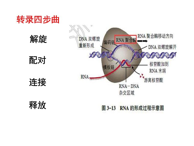 4.1基因指导蛋白质的合成课件PPT第8页