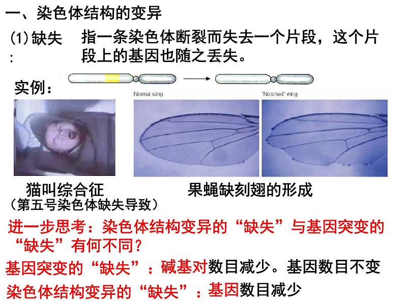 5.2染色体变异课件PPT04