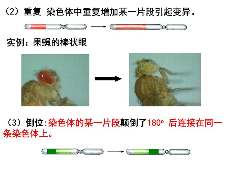 5.2染色体变异课件PPT05