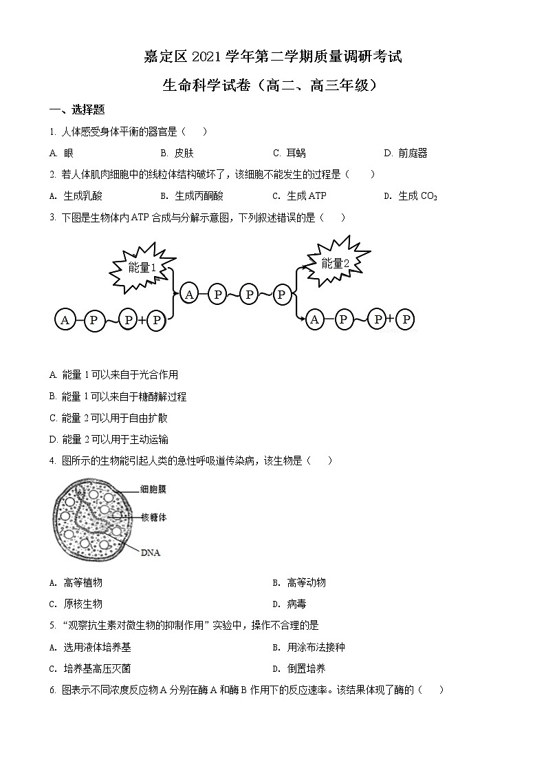 2022届上海市嘉定区高二（高三）等级考二模生物试题（含解析）01