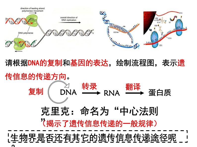 基因表达与性状的关系课件PPT第3页