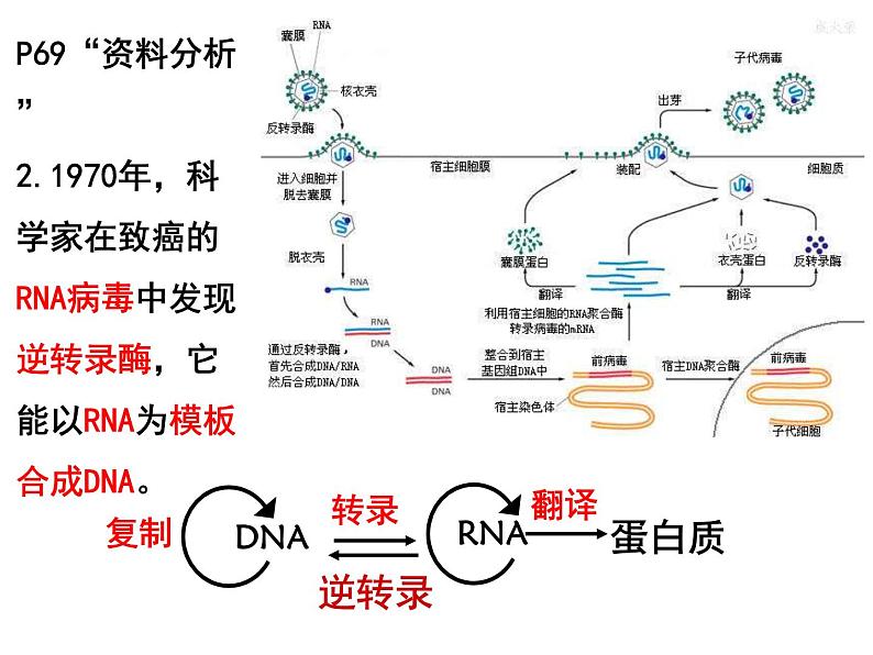 基因表达与性状的关系课件PPT第5页