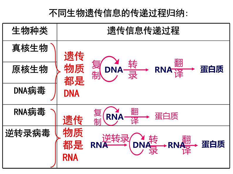 基因表达与性状的关系课件PPT第8页