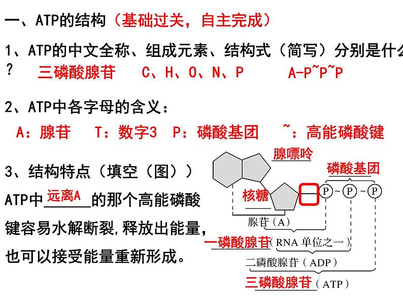 第八讲ATP与细胞呼吸课件PPT第3页