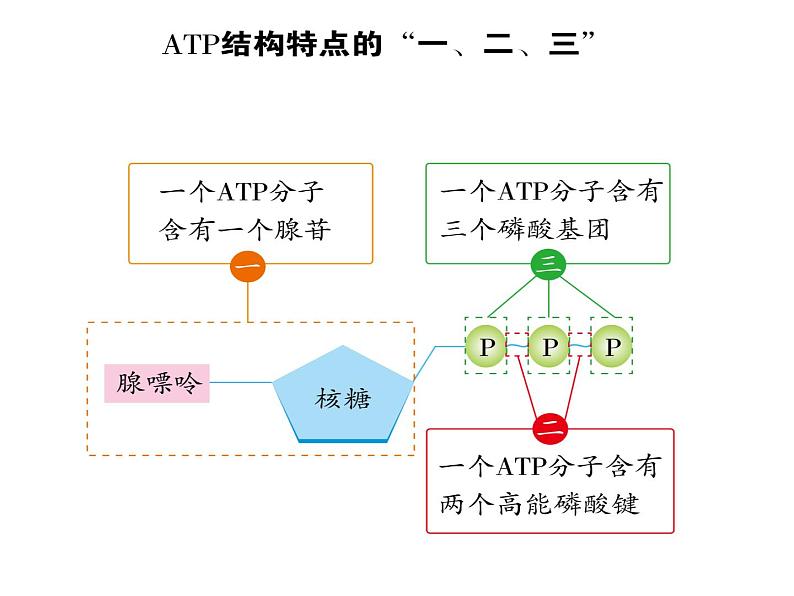 第八讲ATP与细胞呼吸课件PPT第4页