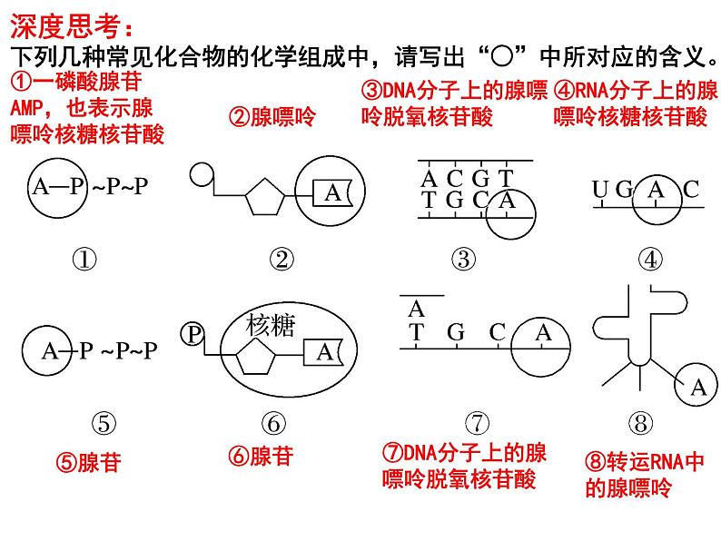 第八讲ATP与细胞呼吸课件PPT第5页