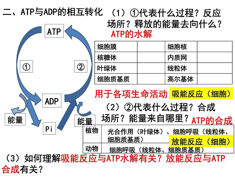 第八讲ATP与细胞呼吸课件PPT第8页