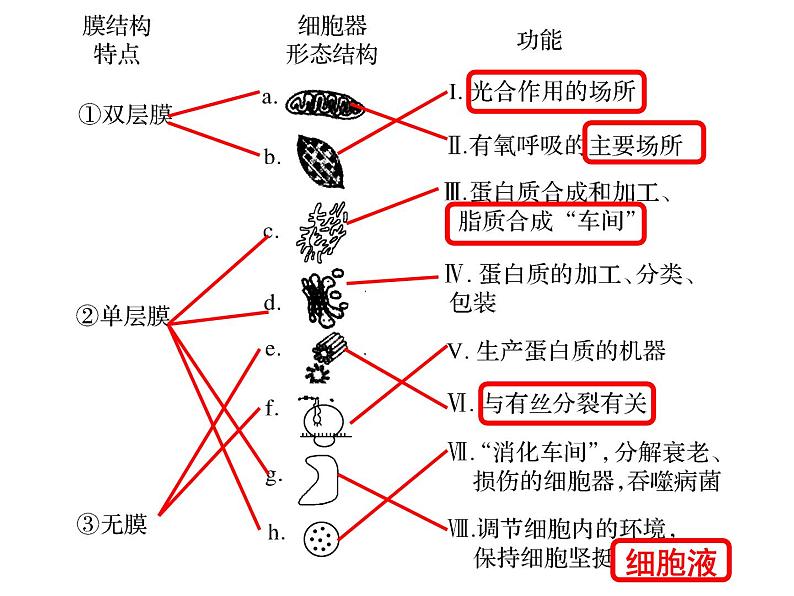 第五讲细胞器与生物膜系统课件PPT04