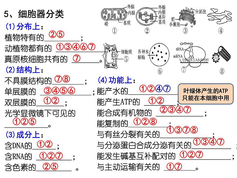 第五讲细胞器与生物膜系统课件PPT07