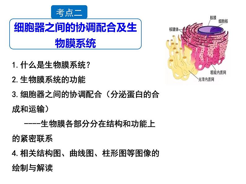 第五讲细胞器与生物膜系统课件PPT08