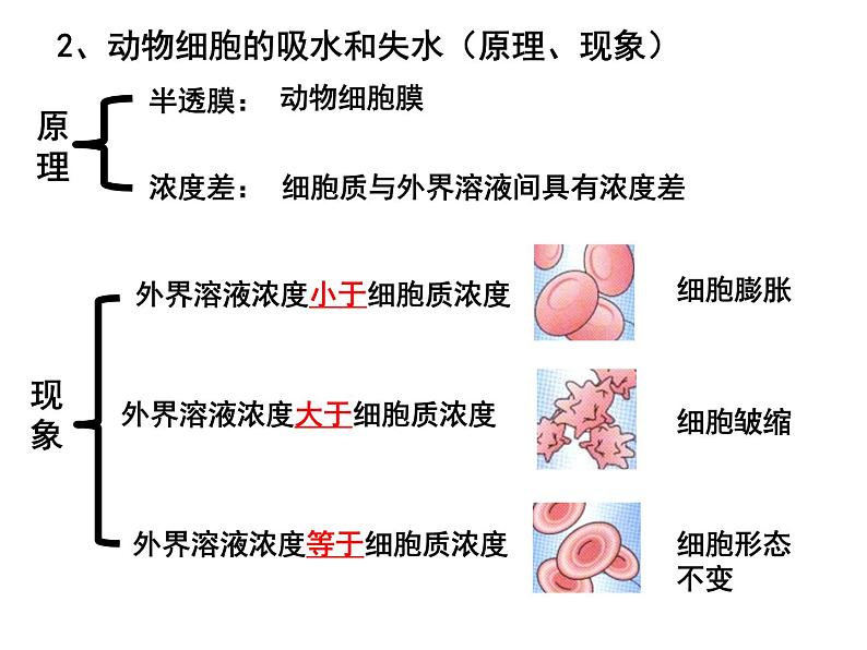 第六讲细胞的物质输入和输出课件PPT第5页