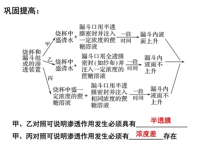 第六讲细胞的物质输入和输出课件PPT第8页