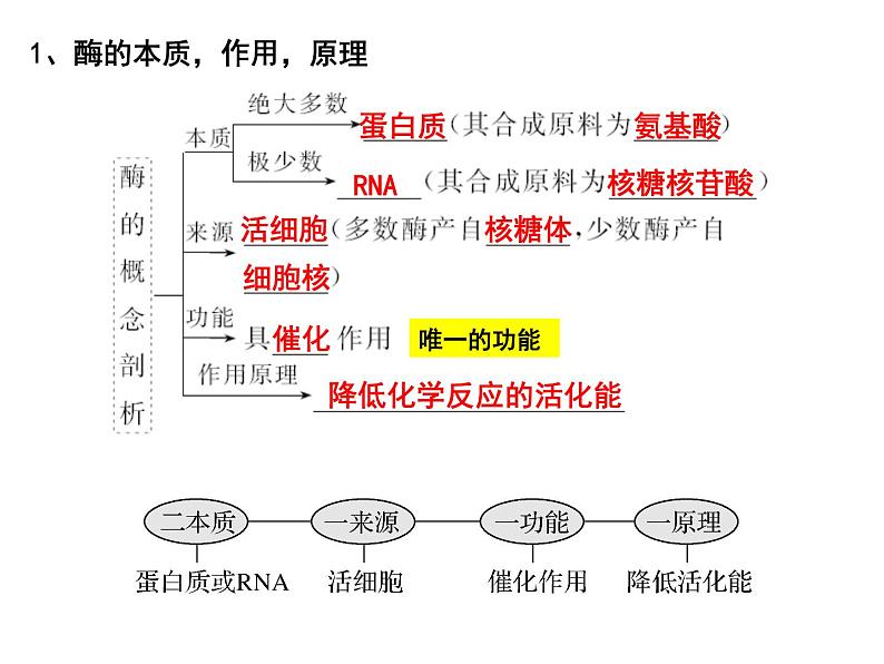 第七讲酶的本质、特性及相关实验探究课件PPT03