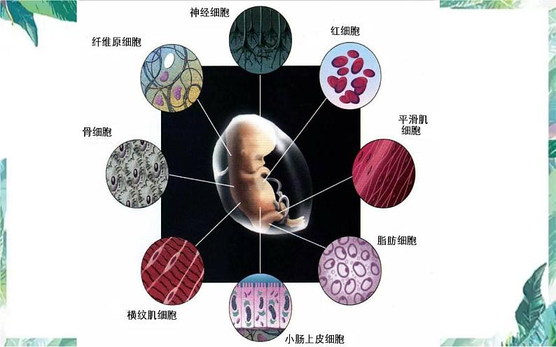 高考生物专题复习　细胞分化 一轮复习优质课件第3页