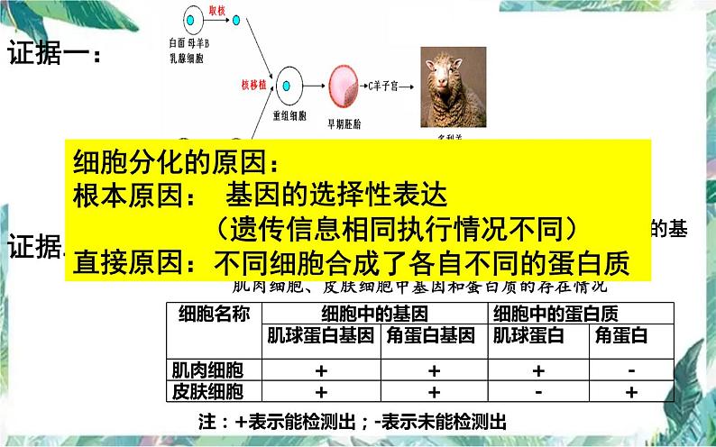 高考生物专题复习　细胞分化 一轮复习优质课件第8页