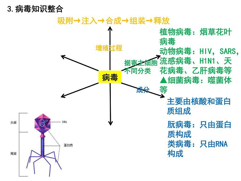 第一讲借助显微镜走近细胞课件PPT第8页