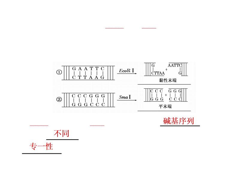 专题1  1．1 DNA重组技术的基本工具课件PPT06