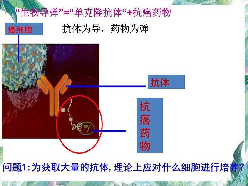 动物细胞工程（高考生物专题一轮复习）课件PPT第6页