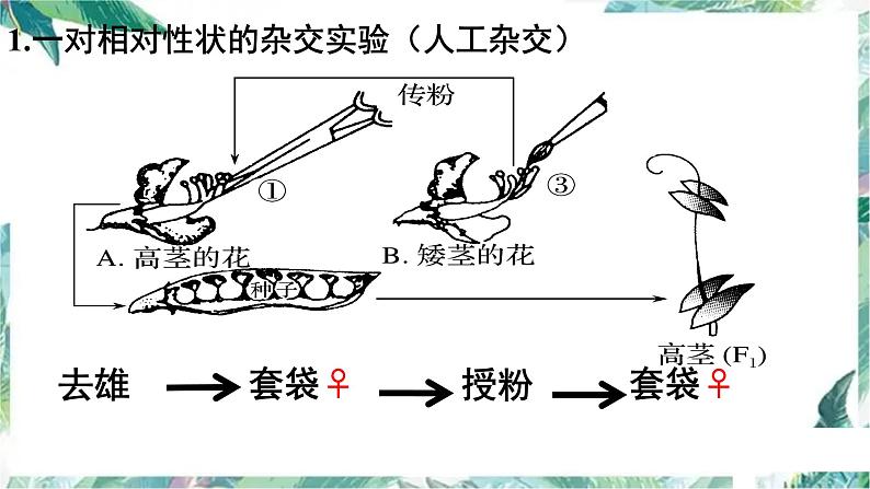 基因的分离定律一轮复习 优质课件第5页