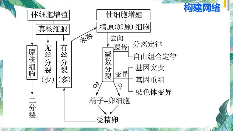 高考生物二轮复习 细胞分裂课件PPT第3页