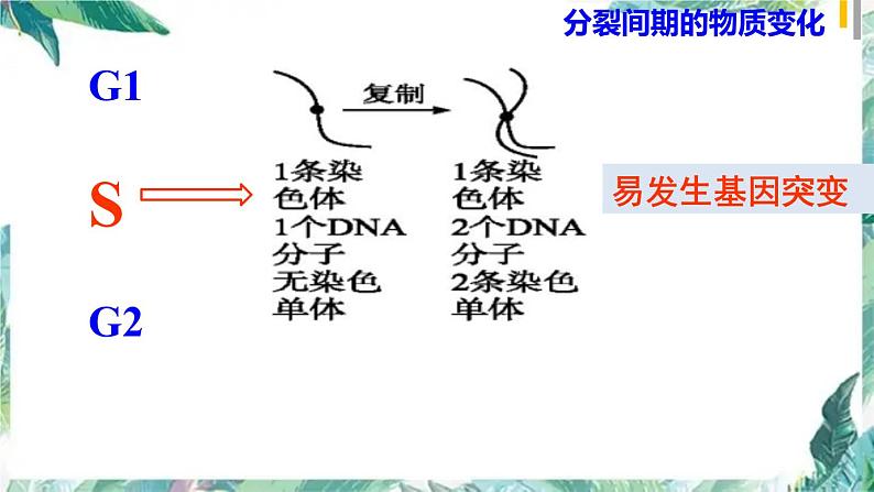 高考生物二轮复习 细胞分裂课件PPT第8页