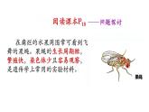 高中生物减数分裂课件PPT