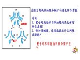 高中生物减数分裂课件PPT