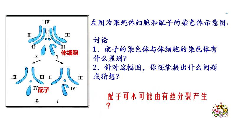 高中生物减数分裂课件PPT第4页